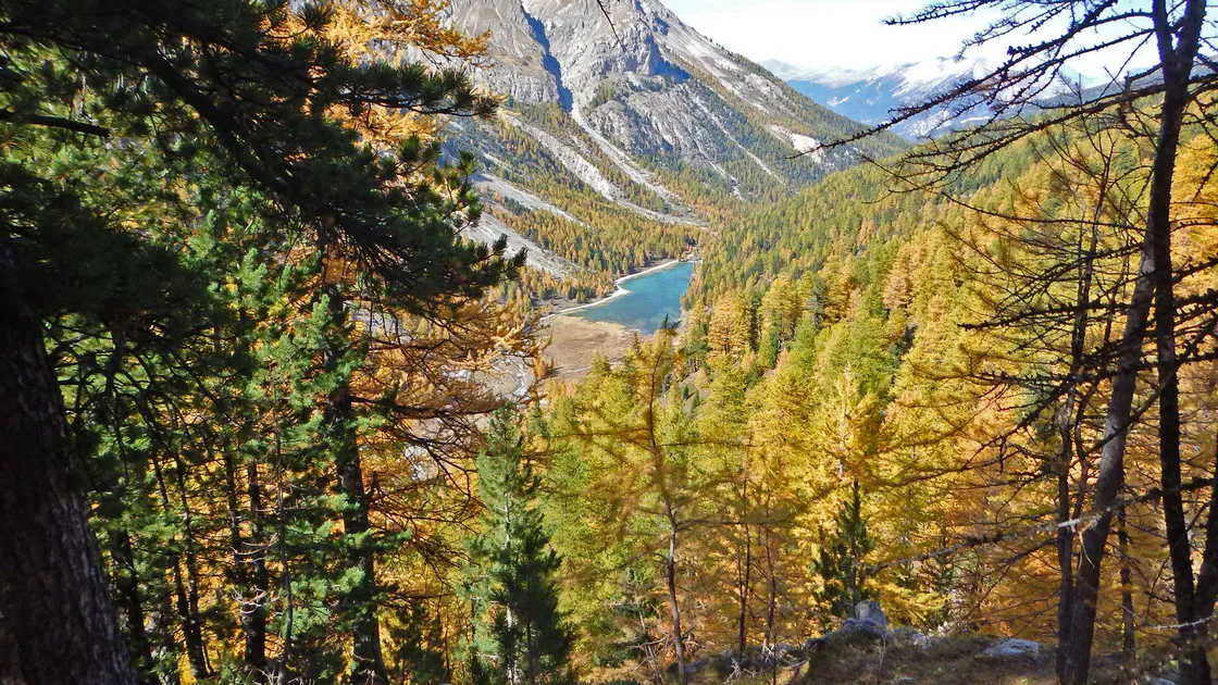Bois des Ayes au dessus du lac de l'Orceyrette - © ©MDucroux