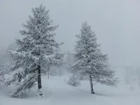 Journée découverte : « Dans la magie de la forêt hivernale » - Au sens de nos pas_Névache - © G.CLAPIZ