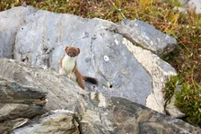 Signal de la Grave da le Chazelet_La Grave - © S.Morattel