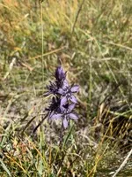Fauna and flora nature walks with Bureau Montagne Horizons - © Valentin Fournier