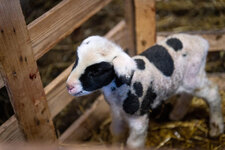 Visits to the educational farm La Maison des Bêtes à laine (The House of Woolly Animals) - © La maison des bêtes à laine