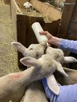 Visits to the educational farm La Maison des Bêtes à laine (The House of Woolly Animals) - © La maison des bêtes à laine