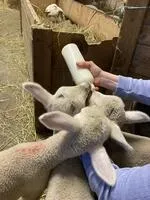 Biberons et câlins pendant la visite - © La maison des bêtes à laine