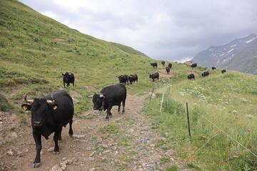 Descente pour la traite - © Julie