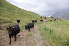 Descente pour la traite - © Julie