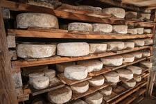 Tommes en affinage La Ferme Brunet - Gaec Du Lasseron_Cervières - © Thibaut Poinas