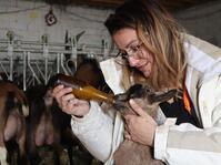 La tétée des chevreaux - © Laury Chamerlat