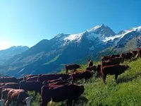 Montée a l'alpage - © Ninon Cubells