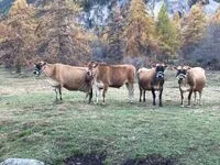 Vaches - © Ferme de la Clarée
