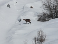 CHAMOIS EN HIVER - © JP CHARDON