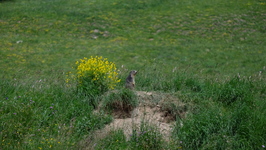 MARMOTTE - © JP CHARDON