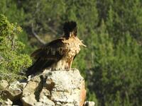 RAPACE - © JP CHARDON