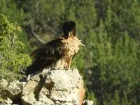 RAPACE - © JP CHARDON