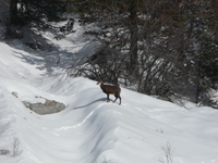 Gîte l'Etablon  - Le Rocher Plat - Chardon Jean-Pierre - © JP CHARDON