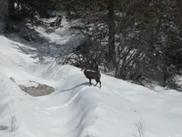 CHAMOIS - © JP CHARDON