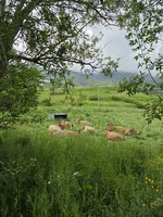 Farm les Sagnes - © fermedessagnes