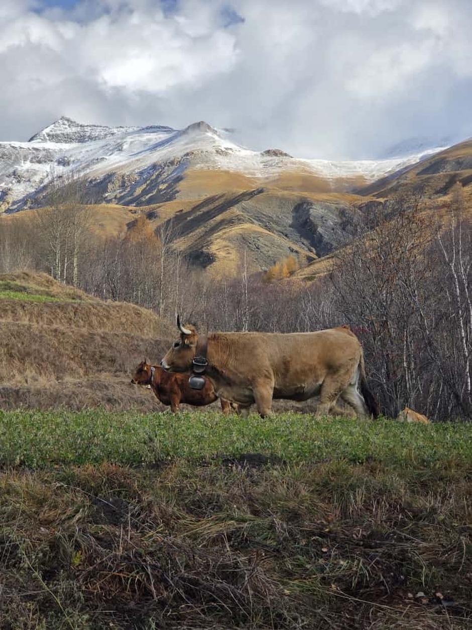 Farm les Sagnes - © fermedessagnes