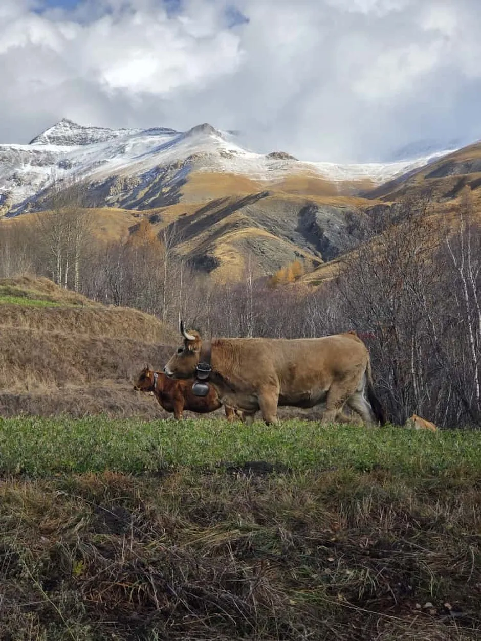 Estive, notre belle Aubrac - © fermedessagnes