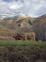 Estive, notre belle Aubrac - © fermedessagnes