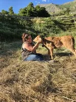 tête à tête avec un veau - © fermedessagnes