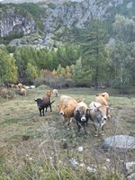 Farm les Sagnes - © fermedessagnes