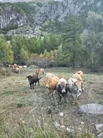 Pépito le taureau et ses belles - © fermedessagnes