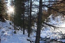 Bois à proximité du lac - © L.Fine