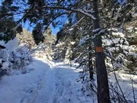 En forêt sous la neige - © G. Monnet