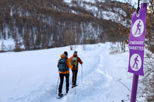 Marcature viola - © L.Chamerlat