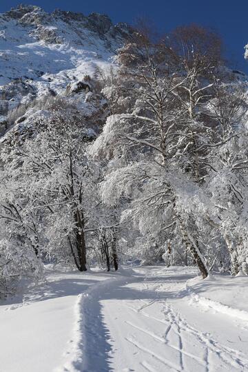 Forêt enneigée - © L.Chamerlat