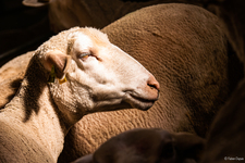 La maison des bêtes à laine - © Fabien Dupuis
