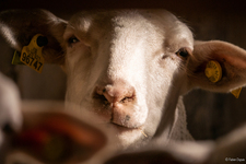 La maison des bêtes à laine - © Fabien Dupuis