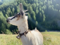 Une chèvre qui prend la pose - © La maison des bêtes à laine