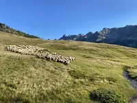 Herd in the Alp - © La maison des bêtes à laine