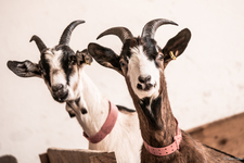 La maison des bêtes à laine - © Fabien Dupuis