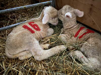 2 agneaux qui s'endorment l'un contre l'autre - © La maison des bêtes à laine