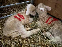 2 lambs that fall asleep against each other - © La maison des bêtes à laine