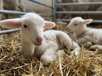 Agneaux en pleine pose photo - © La maison des bêtes à laine