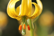 Lys des Pyrénées - Lilium pyrenaicum - Jardin du Lautaret - © Rolland Douzet