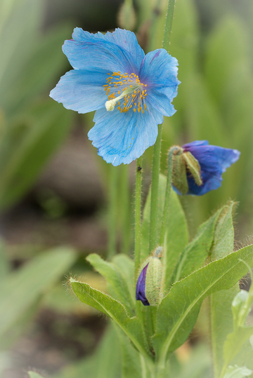 Pavot bleu de l'Himalaya - © Muriel Frier-Quris