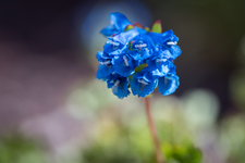 Corydalis panda - © Muriel Frier-Quris