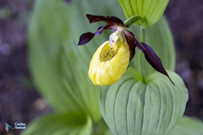 Sabot de vénus - © Coutaz-Navizet