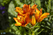 Lis orangé - © Coutaz-Navizet