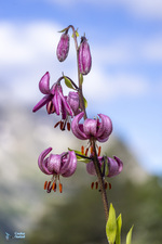 Lis martagon - © Coutaz-Navizet