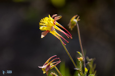 Ancolie élégante - © Coutaz-Navizet
