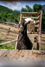 La petite ferme des regains - © Alpes Photographies