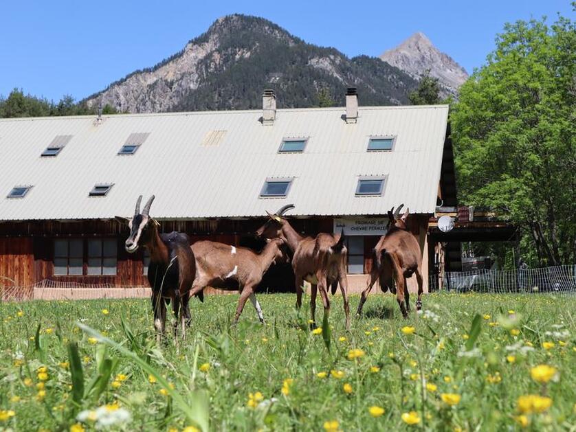 Goats - © CHAMERLAT Laury