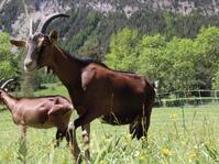 Goat - © CHAMERLAT Laury