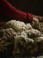tonte des moutons 4 - © La Coursaline