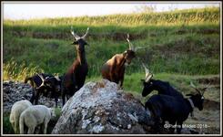 Bergerie La Coursaline - © Pierre Madec